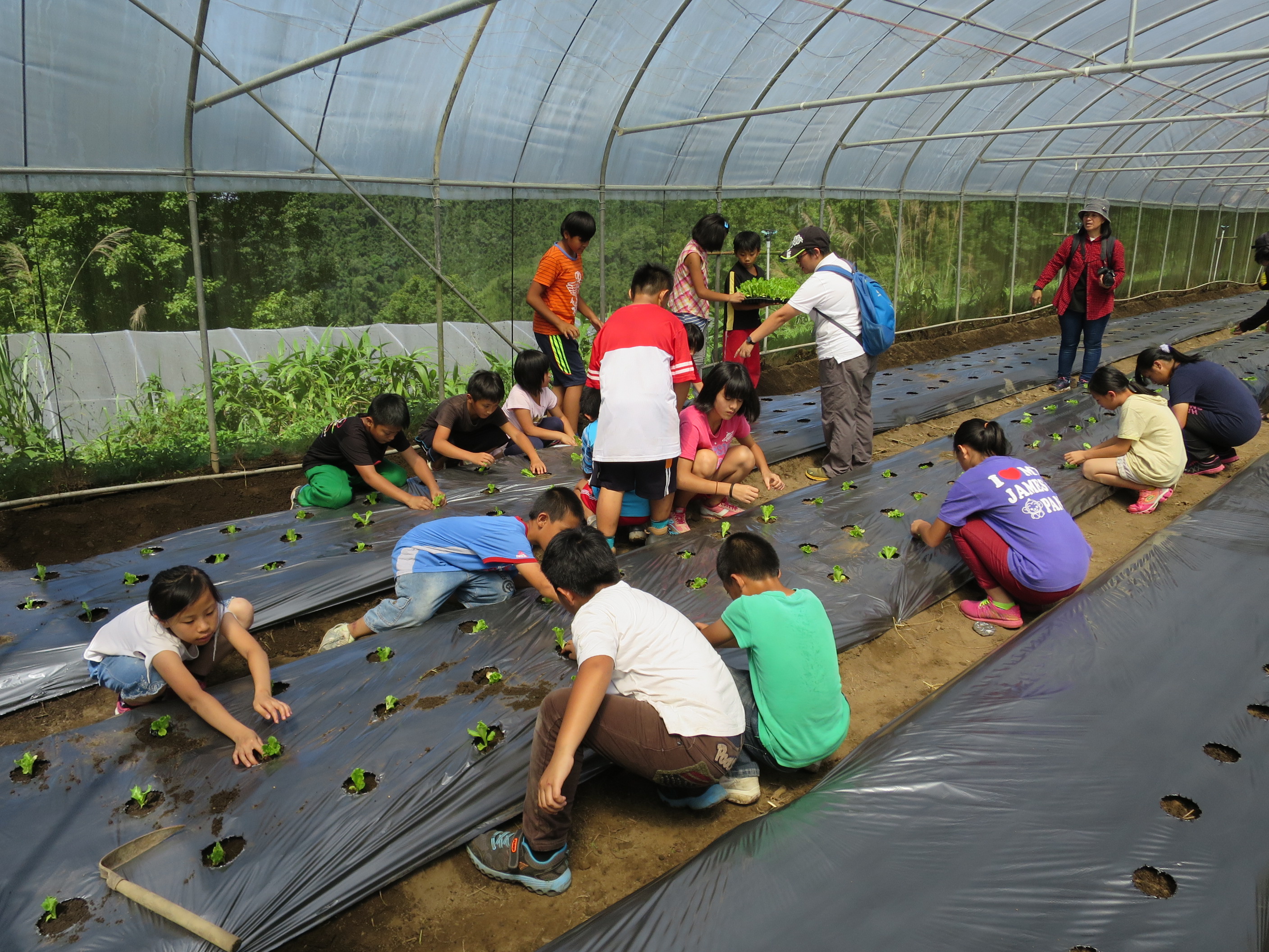 學童進行蔬菜種植體驗活動