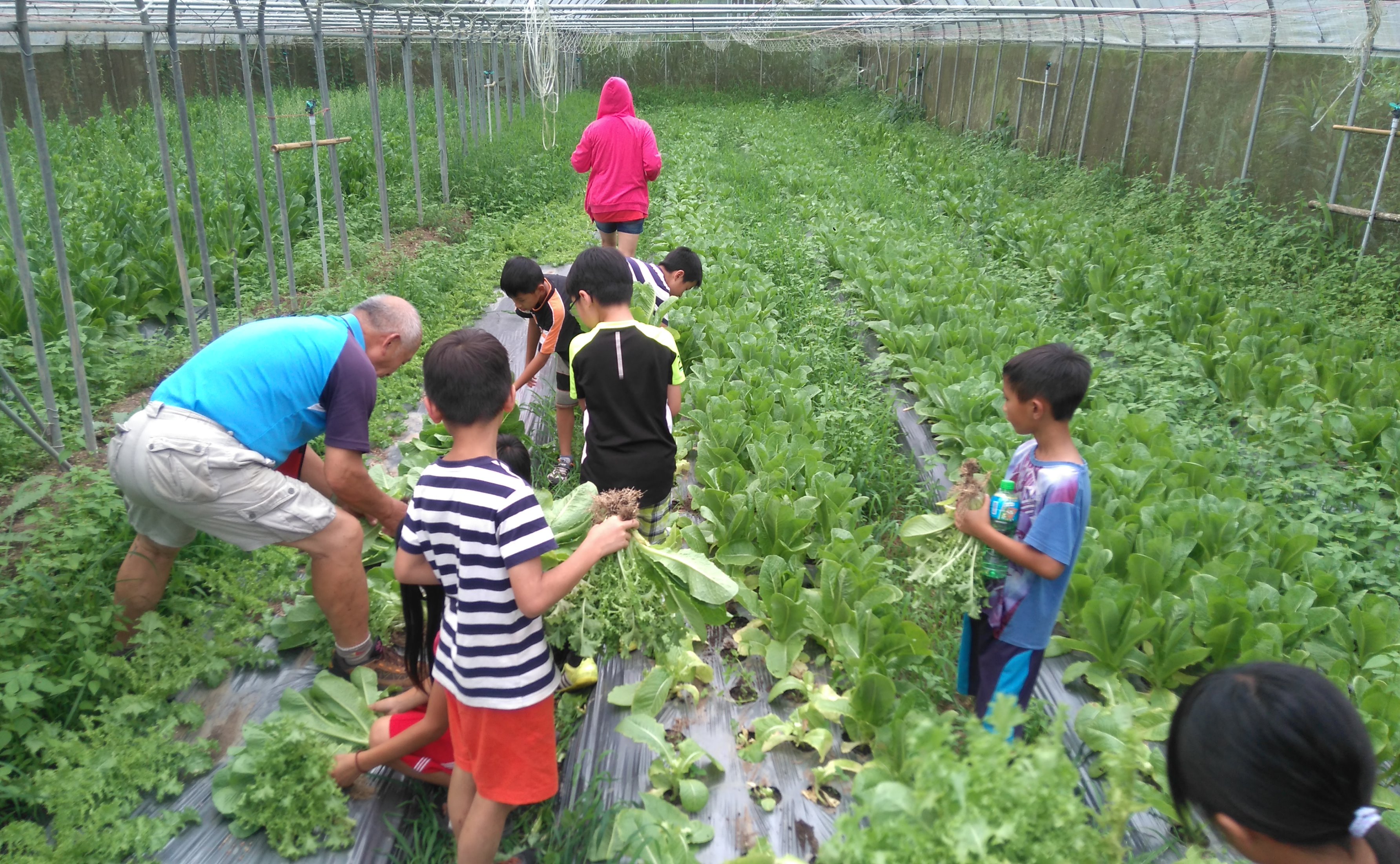 教導學生如何採收有機蔬菜