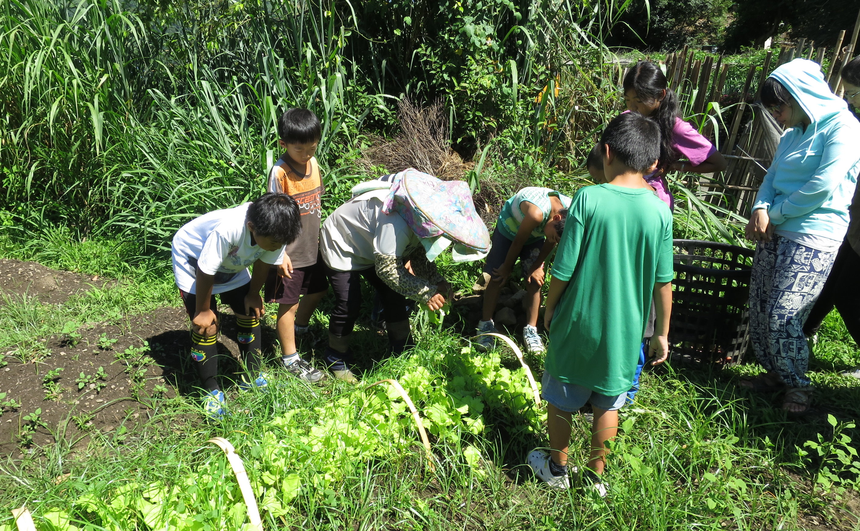 產銷班成員指導學童採收蔬菜