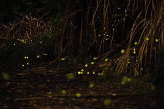 NCYU’s She-Kou Experimental Forest fireflies(李仲軒攝)