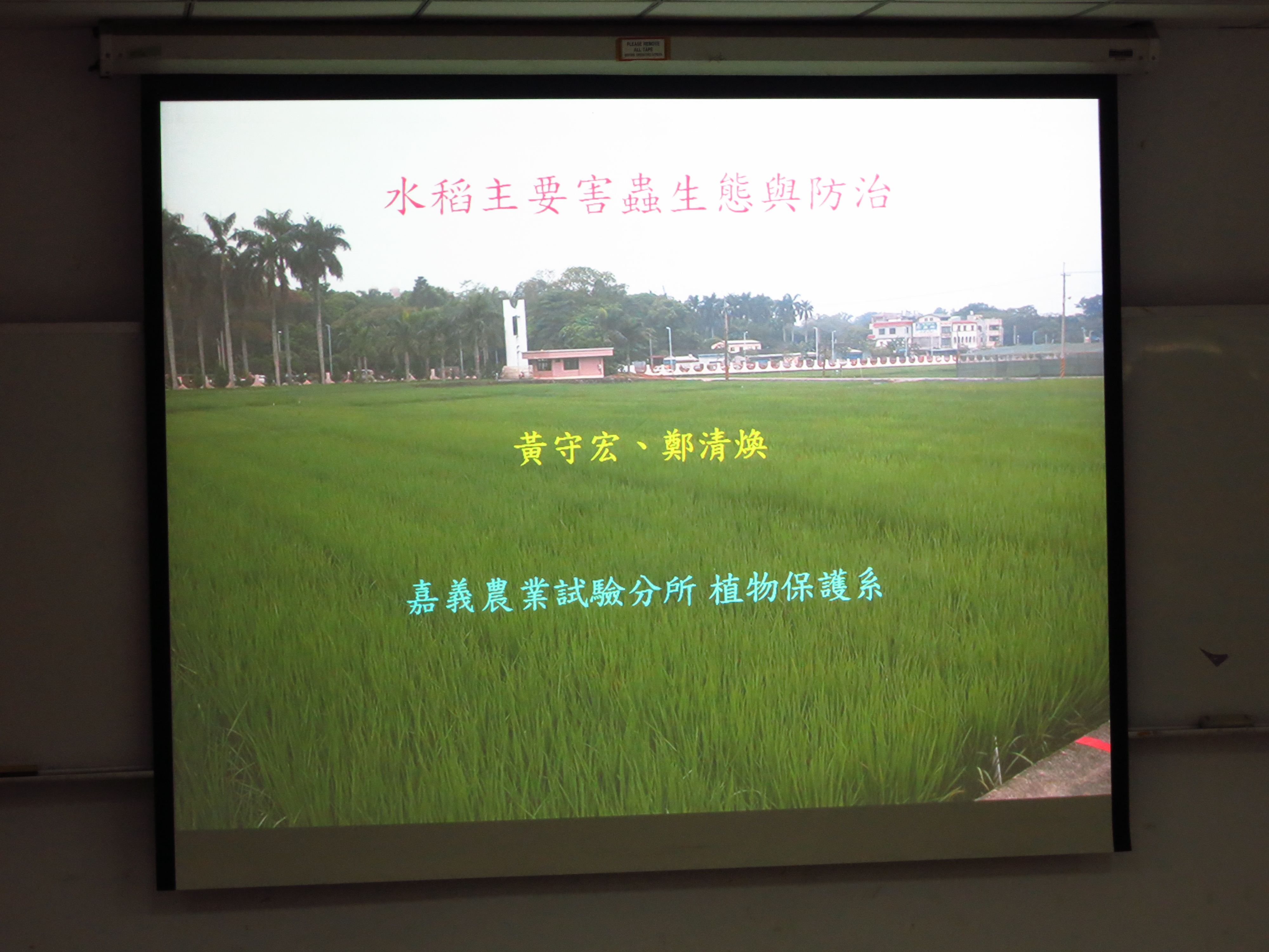 水稻主要害蟲講題照片