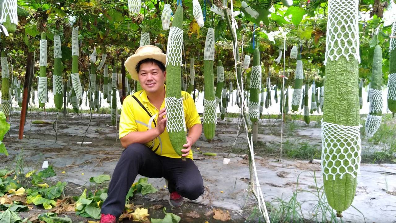 二水鄉青農許慈良戴著他開發的絲瓜帽，讓絲瓜有了高附加價值，提高農產收入。記者何烱榮／攝影