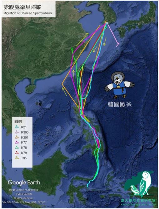 去年在南韓繫放的14隻赤腹鷹，其中有一隻從南韓直飛石垣島、休息一周後再飛往菲律賓，等於一口氣飛了八、九百公里。 圖∕嘉大棲地生態研究室提供