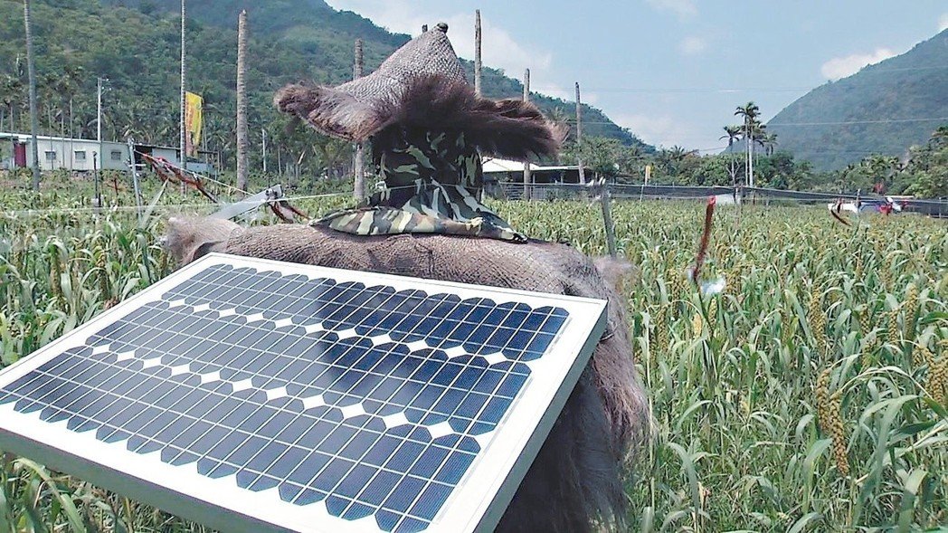 台東區農業改良場研發「太陽能人型驅鳥器」。圖／聯合報系資料照片