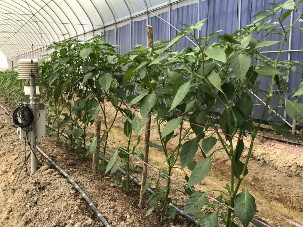 台灣溫室示範場域栽培辣椒的情形。（農試所提供）