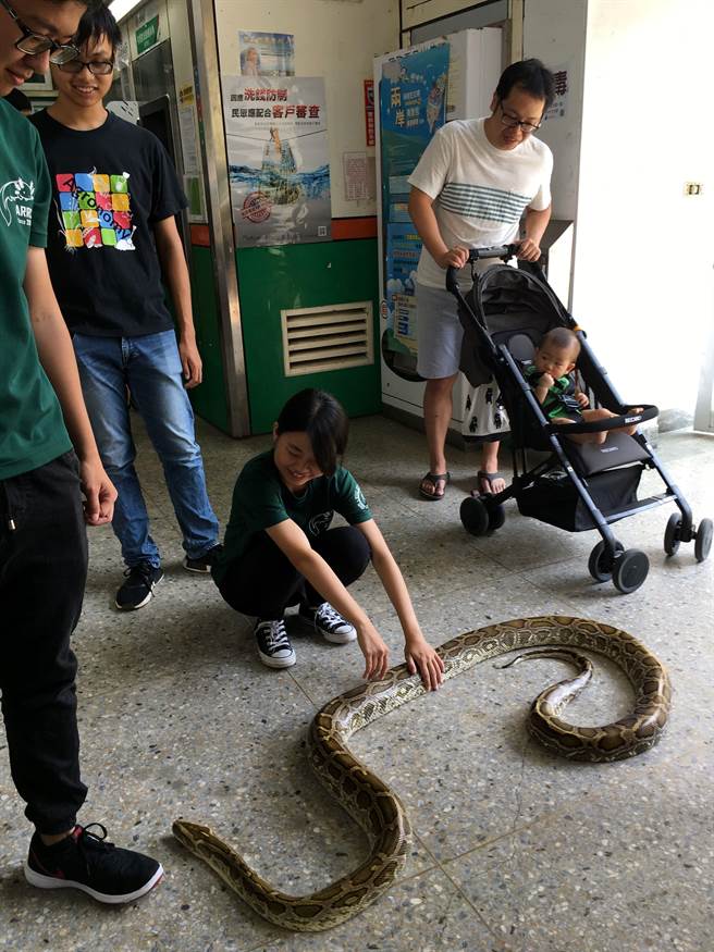 嘉義大學兩爬社展示緬甸蟒蛇，大人小孩好奇圍觀。（廖素慧攝）