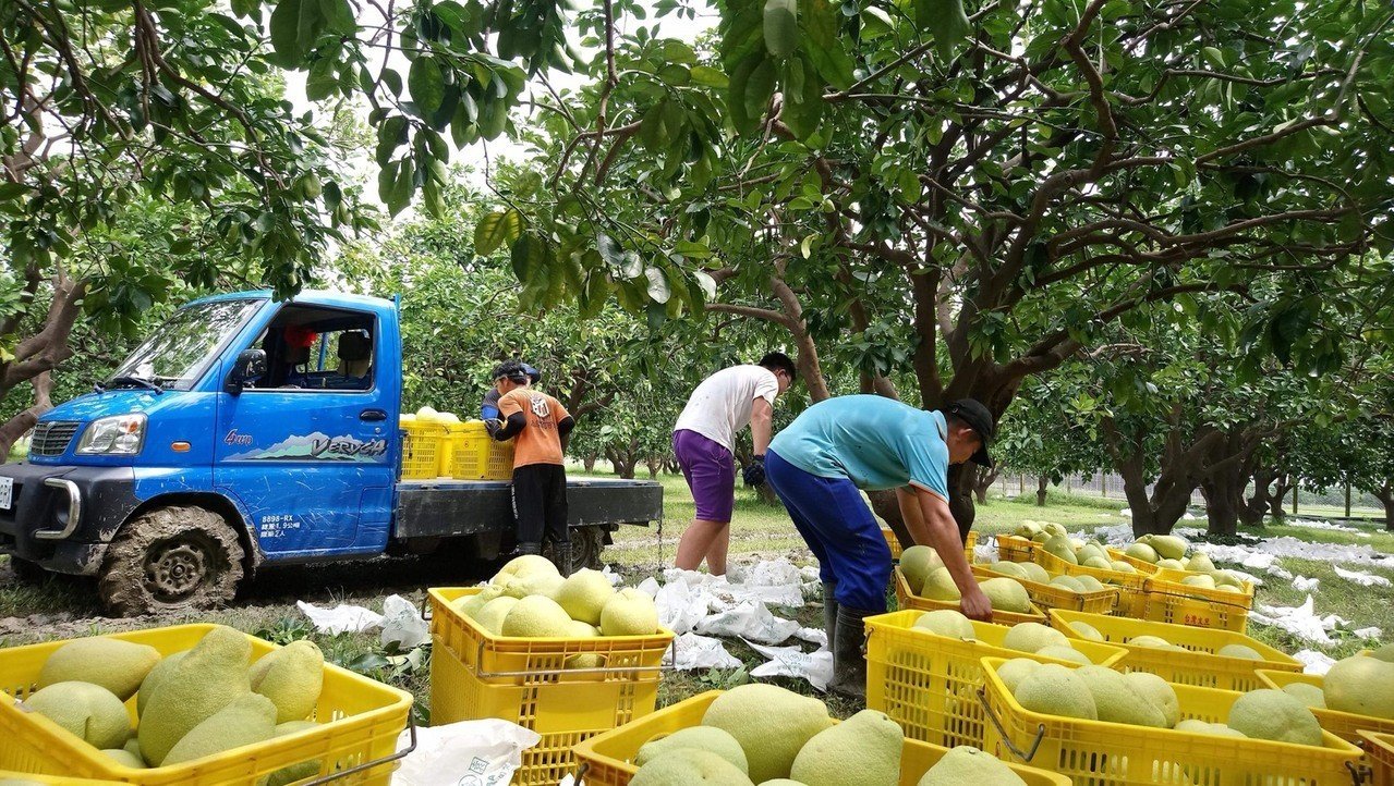 嘉義大學農場管理公費班學生 利用暑假期間協助麻豆柚農進行柚子採收。圖/林明瑩提供