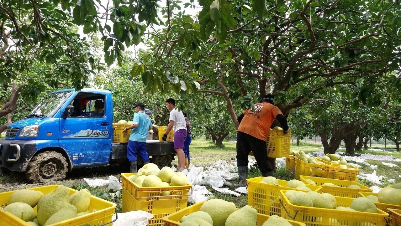 嘉義大學農場管理公費班學生 利用暑假期間協助麻豆柚農進行柚子採收。.圖/林明瑩提供