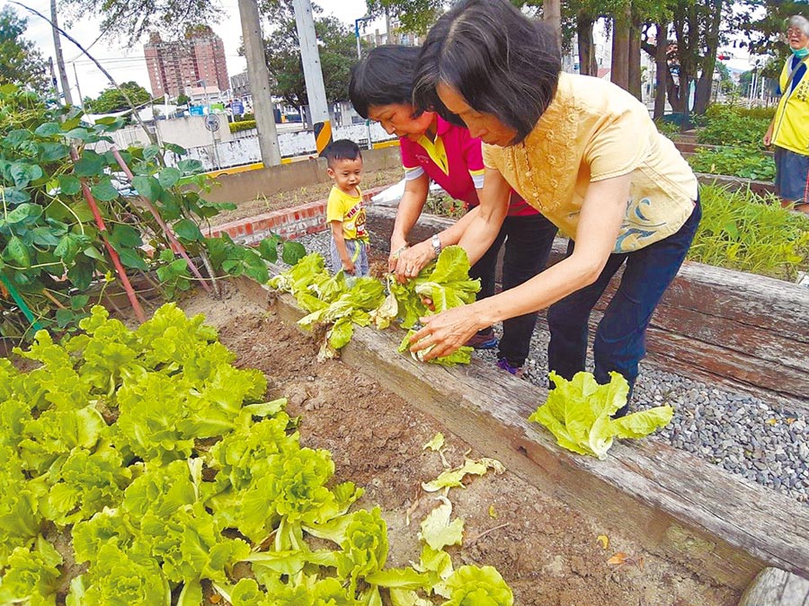 嘉義市太平里社區志工在維新路廊帶種菜，綠美化環境兼顧食農教育。（廖素慧攝）