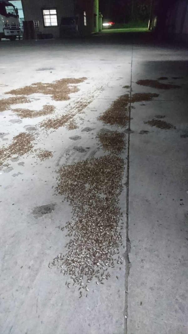 嘉義縣多個鄉鎮市從10日入夜後，常出現俗稱「大水螞蟻」的飛蟻部隊成群出沒，只要一開燈就吸引飛蟻成群飛舞，數量驚人。（讀者提供）