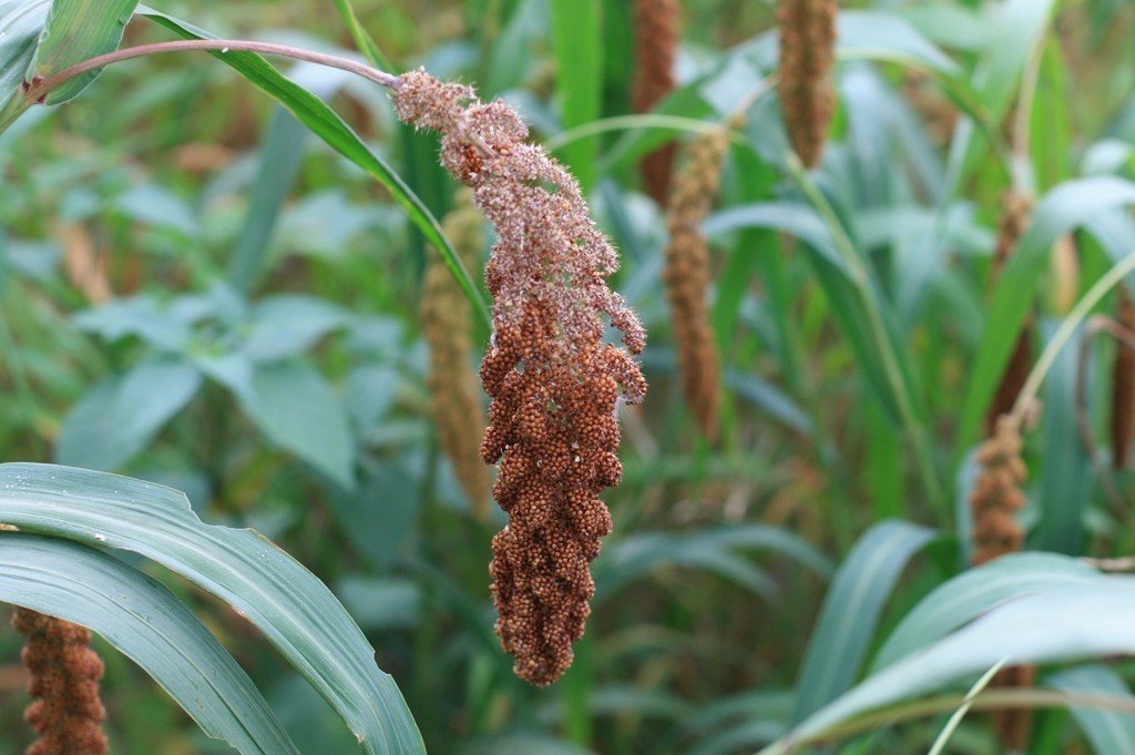 小米熟成期，農民常要和愛吃小米的鳥群抗戰。圖／農委會提供