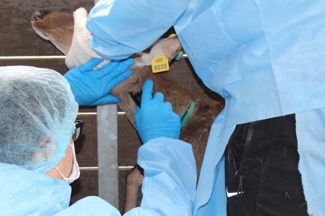 彰化縣動物防疫所人員三月間再度到鹿鎮鹿園採樣檢驗的情形。 圖／彰化縣動防所提供