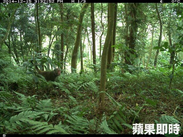 拍攝到石虎山區生態多樣豐富也拍到過保育類動物台灣彌猴。嘉義大學森林暨自然資源系提供