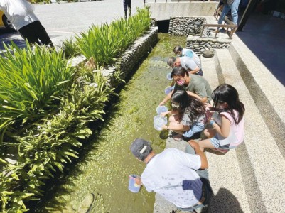 池上青年培力工作站熊良心團隊於本月十一日舉辦小菊回娘家的活動，營造魚米之鄉場域。（池上青年培力工作站熊良心團隊／提供）