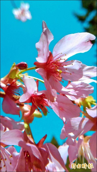河津櫻花瓣重疊、形狀較偏圓形。（記者曾迺強攝）