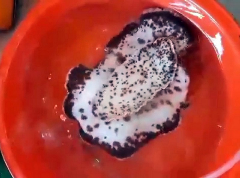 盤海牛海蛞蝓的腹面。（記者蔡文居翻攝）