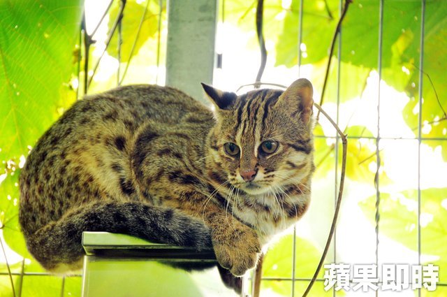 石虎是台灣野外唯一的貓科動物數量稀少瀕臨絕種相當珍貴。特生中心提供2