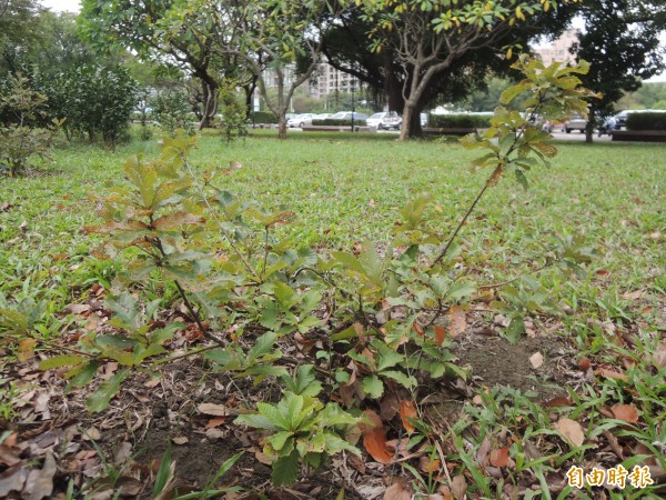 研究團隊也將槲櫟幼苗試種在新竹縣政府前草地上。（記者廖雪茹攝）
