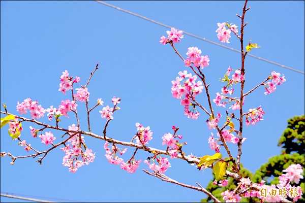竹崎鄉中和國小校門與校內三十多株河津櫻，已綻放粉紅色花朵。（記者曾迺強攝）