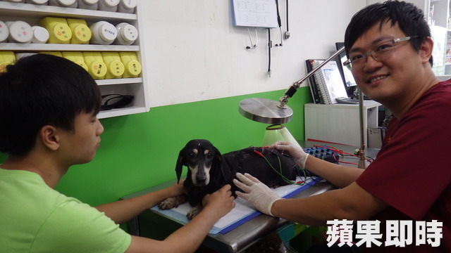 經蕭協其醫師(右)治療後，原本後肢癱軟的臘腸狗已能正常行走。李宗祐攝