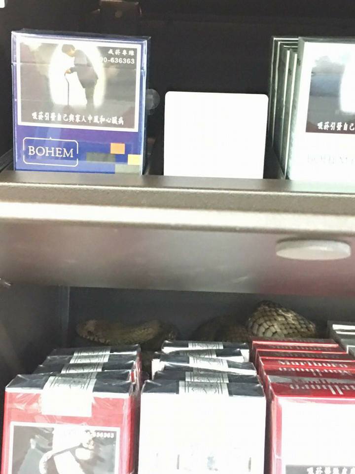 蛇躲在7-11的菸櫃裡