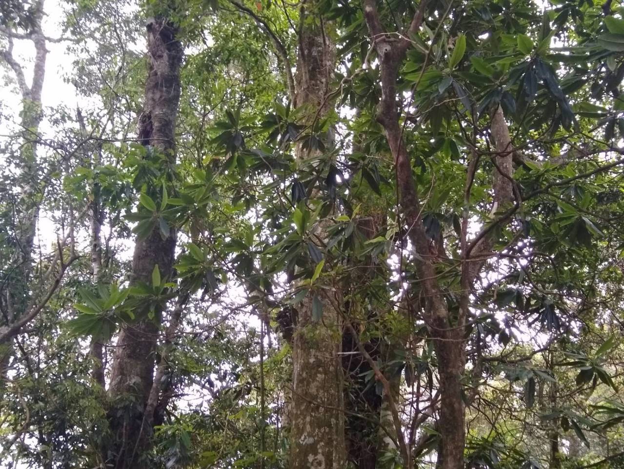 西施花（阿里山杜鵑）林相優美，樹齡推估超過百年。圖／嘉義林管處提供