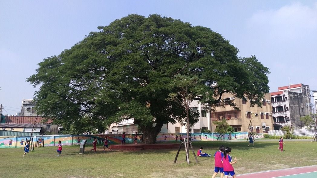 許多老樹位在校園內，是學生嬉戲、乘涼的場所。記者謝梅芬／攝影