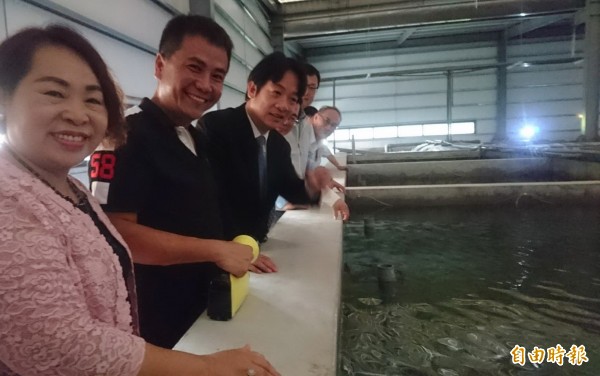 連俊堯（左2）採「魚電共生」的室內循環水養殖筍殼魚技術，賴清德（左3）稱讚很厲害。（記者楊金城攝）