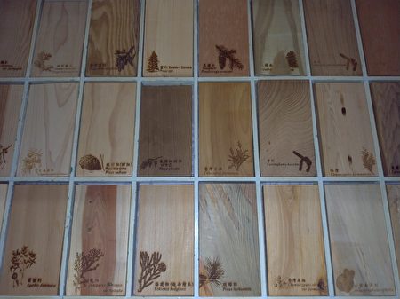 針葉木材常是重要商用木材，但是能夠鑑別的特徵很少（羅東林管處提供）