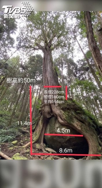 樹抱石樹高50公尺，龍珠巨石4.5公尺。