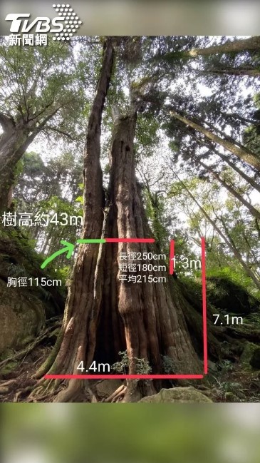 旁邊也是紅檜樹高43公尺，胸徑115公分。