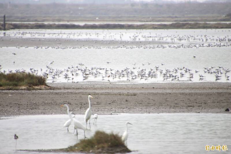 布袋鹽田濕地有大量候鳥棲息。（記者林宜樟攝）