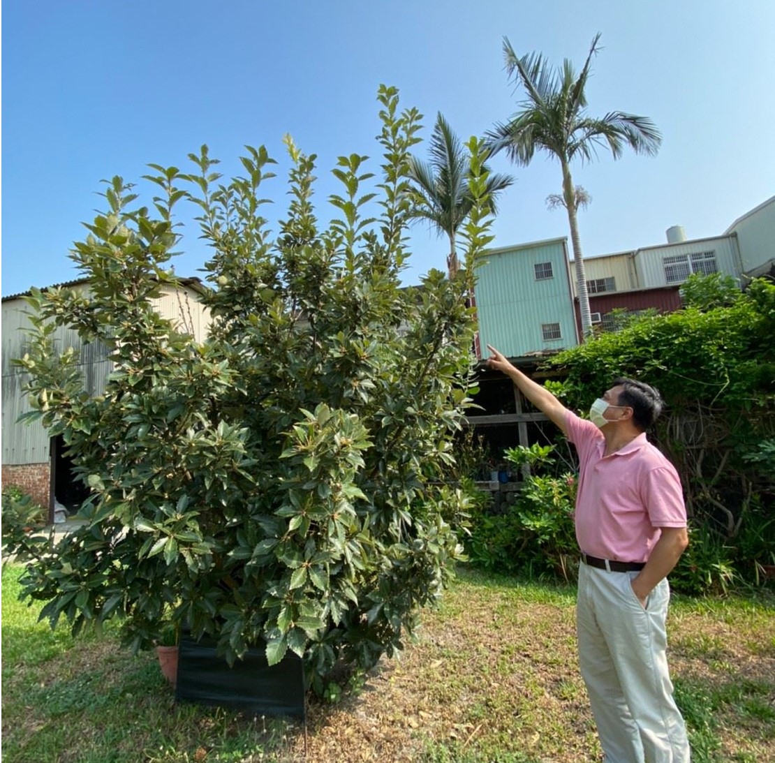 竹北婦幼館種植槲櫟最高的已有3公尺。（圖片提供／新竹縣農業處）