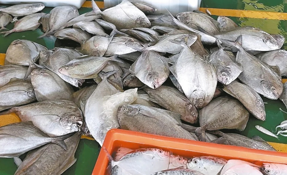 現在並非黑鯧漁季，嘉義東石漁民近來卻捕獲不少大又肥美的黑鯧。記者黃于凡／攝影