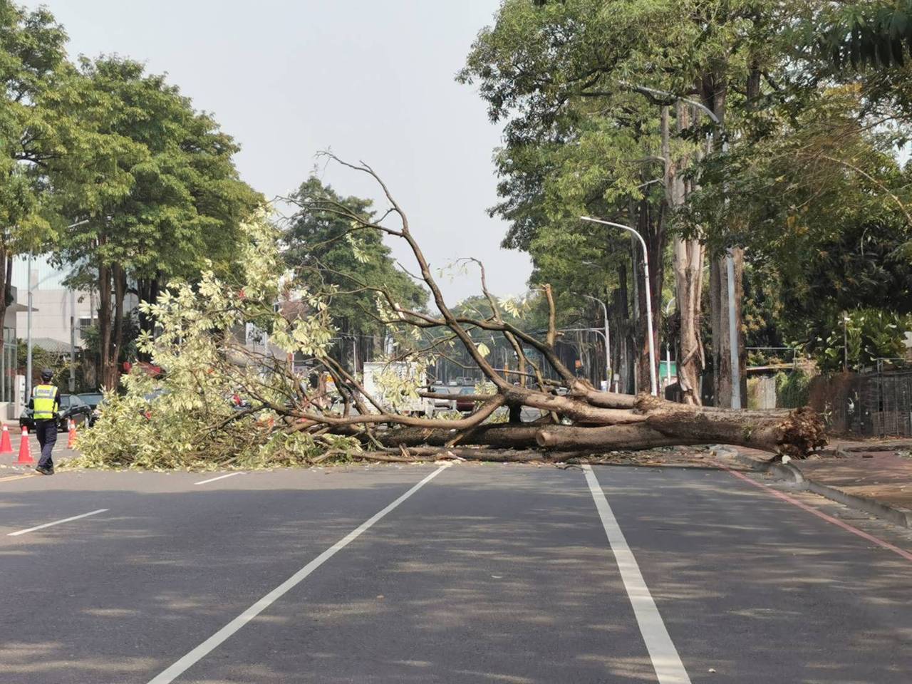 嘉義市東區大雅路邊1顆行道樹，今下午突然倒塌。記者林伯驊／翻攝