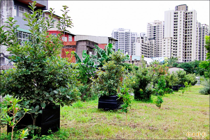 新竹縣婦幼館旁公園栽種20多棵槲櫟，是縣府和嘉義大學森林系共同復育的成果。 （記者黃美珠攝）