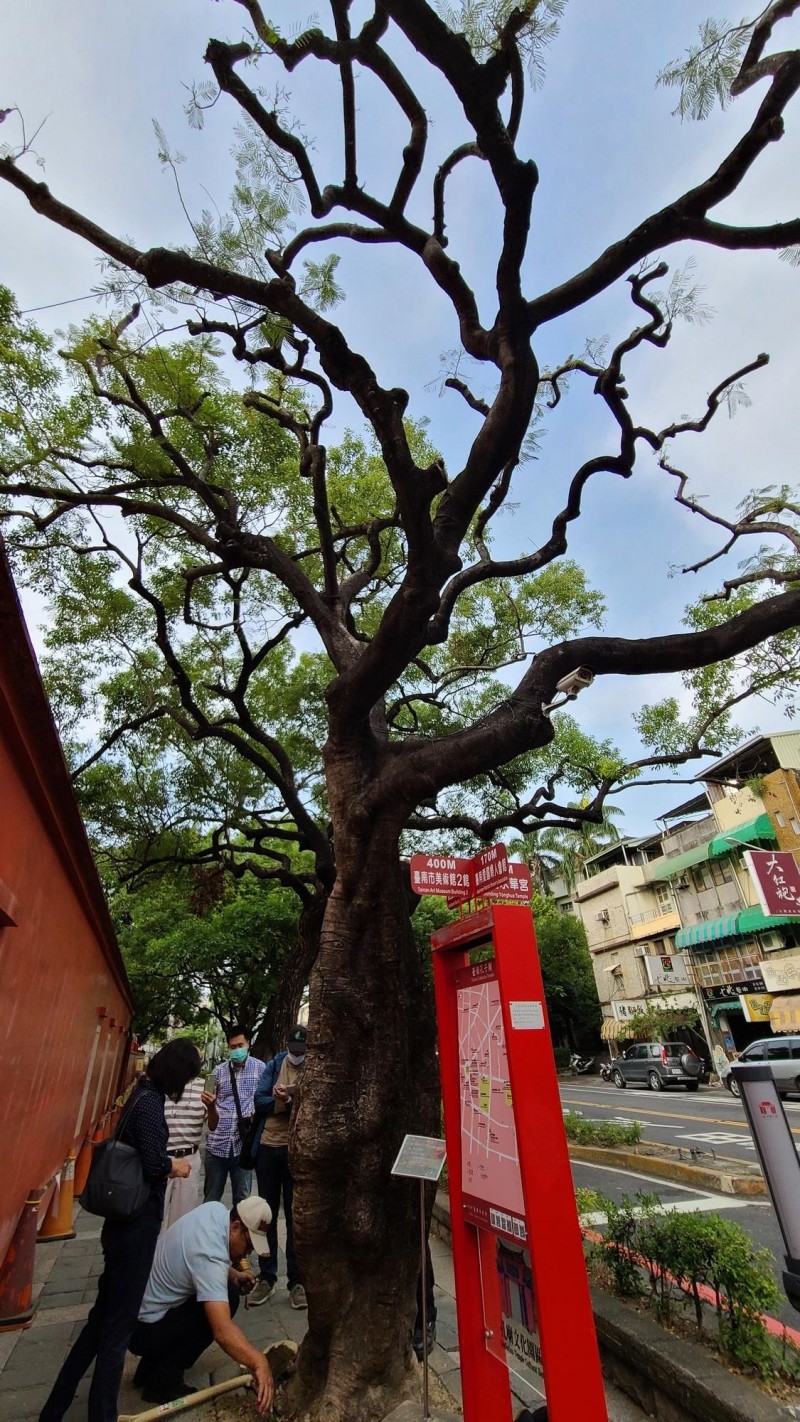 專家學者為台南孔子廟前的鳯凰木把脈，希望明年夏天可再見滿樹鳯凰花綻放。（記者劉婉君攝）