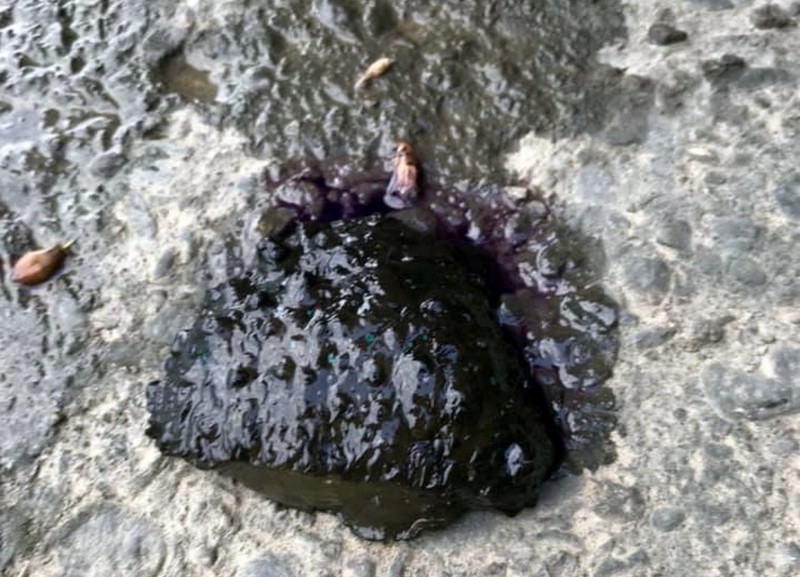 民眾在城西夢幻湖意外撈到一坨全身烏黑的「怪物」，一度以為是一團泥巴。（王欽立提供）
