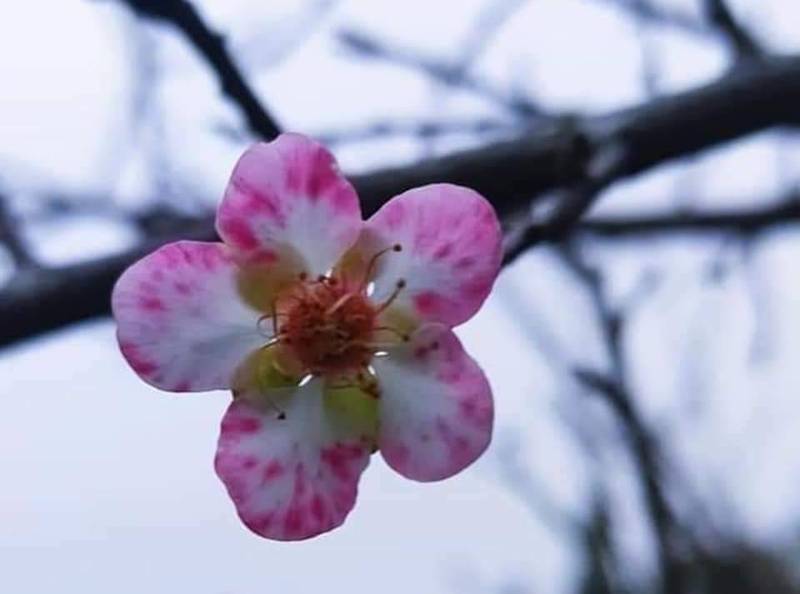 劉文科拍到梅山公園有粉紅胭脂色的梅花，形同華航LOGO。（圖由劉文科提供）