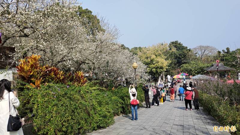 梅山公園近3天進入盛開期，大批遊客賞花。（記者王善嬿攝）