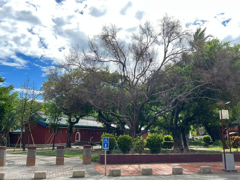 延平郡王祠的百年榔榆老樹，為台南舊城區最大的一棵榔榆樹，樹幹乾枯、樹葉也全掉光了。（圖由台南樹公民聯盟提供）