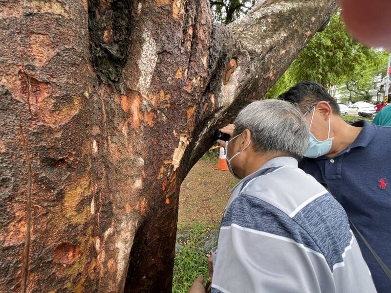 台南延平郡王祠的百年榔榆老樹傳出已枯死，農業局邀請專家會勘，發現並沒有死。（圖由南市農業局提供）