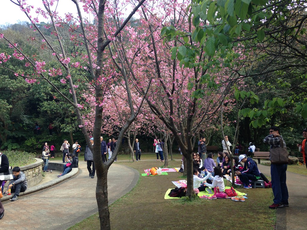 和親愛的家人在櫻樹下賞花，也要有足以媲美的賞花行為。圖為陽明山花季一景。攝影：廖靜蕙