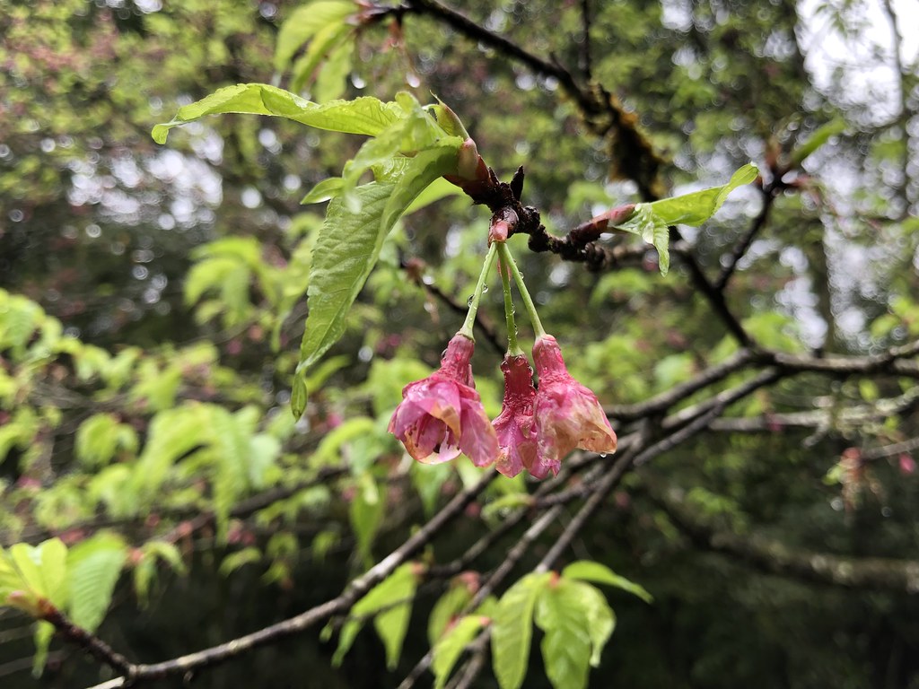 山櫻花開紅花，為台灣社會所喜愛，落花的形式更自成獨特美學。攝影：廖靜蕙