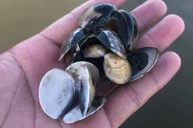 嘉義縣青年養殖漁民黃良志日前發現文蛤的空殼率達1.8成。圖／黃良志提供
