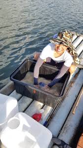嘉義縣青年養殖漁民黃良志為小芽胞桿菌D5示範戶，益生菌經調配後會使用在文蛤池中。圖／黃良志提供