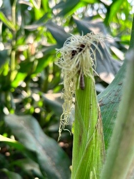 近期玉米結穗期，嘉縣府農業處監控調查發現，秋行軍蟲在玉米雜糧區密度急速攀升，提醒農友即時監測與預防。圖／嘉縣府提供