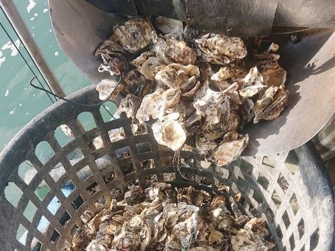 嘉義縣東石鄉網寮養殖一年收的牡蠣，近期發現死殼率逾5成。圖／本報資料照