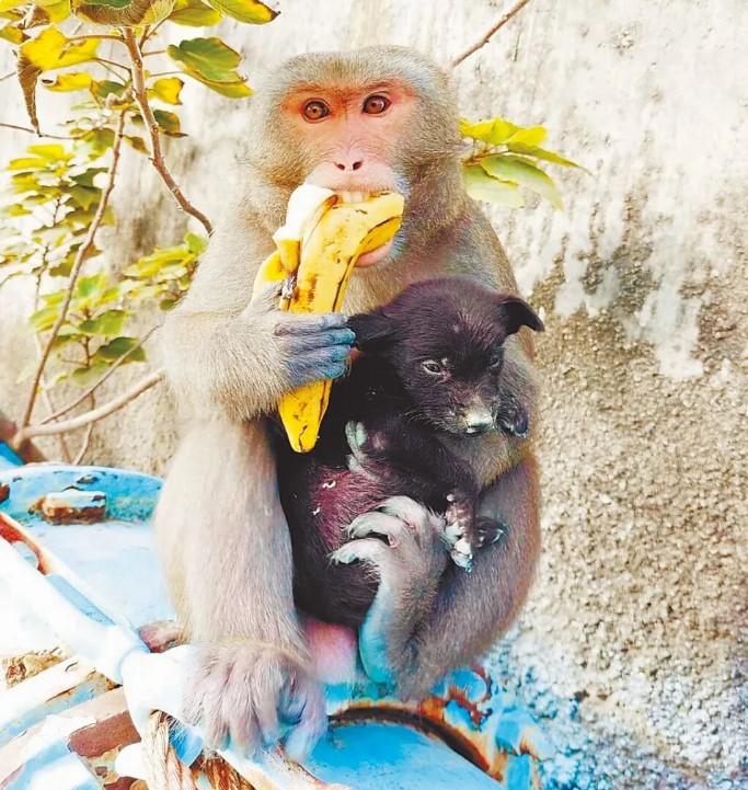 嘉義東石鄉有隻流浪公猴，總抱著小黑狗不放，鄉民觀察後發現，猴子似乎把小狗當孩子，會幫牠洗澡，還會餵狗吃香蕉，形影不離。（取自東石之美臉書／呂妍庭雲林傳真）