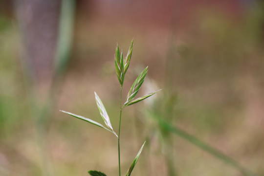 觀霧地區最優勢之外來種歸化植物-大扁雀麥。（圖由雪霸處提供）